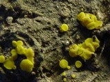 Bisporella sulfurina image