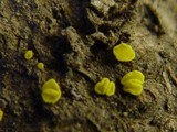 Bisporella sulfurina image