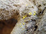 Bisporella sulfurina image