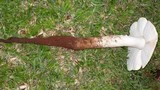 Termitomyces umkowaan image