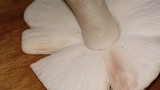 Termitomyces umkowaan image