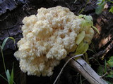 Hericium abietis image