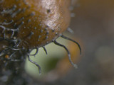 Parmotrema reticulatum image
