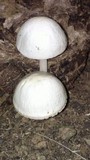 Panaeolus antillarum image