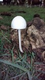 Panaeolus antillarum image