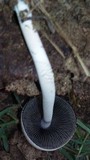 Panaeolus antillarum image