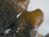 Parmotrema reticulatum image