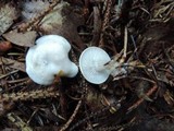 Clitocybe glutiniceps image
