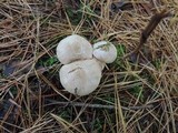 Inocybe sindonia image