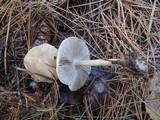 Inocybe sindonia image