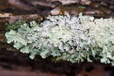 Parmotrema reticulatum image