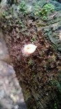 Cookeina tricholoma image