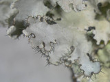Parmotrema reticulatum image