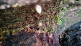 Cookeina tricholoma image