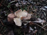 Tricholoma vaccinum image