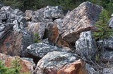 Xanthoria sorediata image