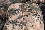 Xanthoria sorediata image