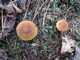 Cortinarius croceus image