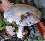 Cortinarius dionysae image