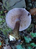 Cortinarius dionysae image