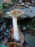 Russula luteotacta image