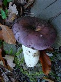 Russula cyanoxantha image