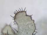 Parmotrema reticulatum image