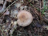 Agaricus silvaticus image