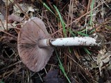 Agaricus silvaticus image