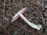 Agaricus silvaticus image