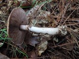 Agaricus silvaticus image