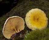 Hygrophoropsis aurantiaca image