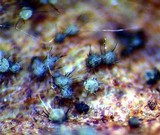 Colletotrichum dematium image