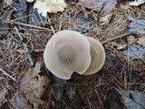 Entoloma griseum image