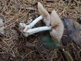 Entoloma griseum image