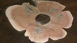 Termitomyces umkowaan image