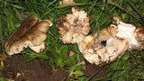 Russula sororia image
