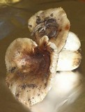 Russula sororia image