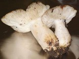 Russula sororia image