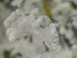 Parmotrema reticulatum image