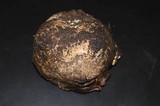 Scleroderma polyrhizum image