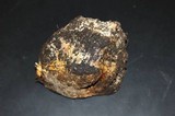 Scleroderma polyrhizum image