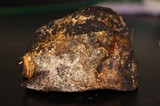 Scleroderma polyrhizum image