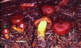Cortinarius smithii image