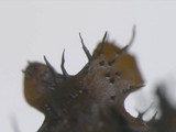 Parmotrema reticulatum image