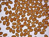 Psilocybe pseudoaztecorum image