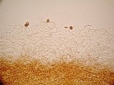 Psilocybe pseudoaztecorum image