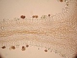 Psilocybe pseudoaztecorum image