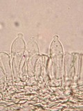 Psilocybe pseudoaztecorum image