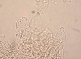 Psilocybe pseudoaztecorum image